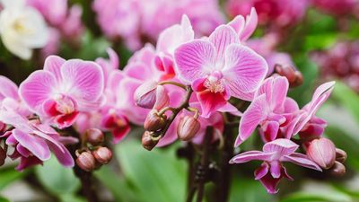 Forget ‘Dated’ Roses, Trends Experts Name Orchids the Most Sought-After Valentine’s Day Flower of 2026 – Discover 6 Beautiful Varieties to Gift