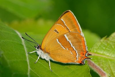 Egg hunt reveals record numbers for rare butterflies after hedges grow wild