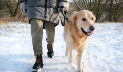 7 Signs Your Dog’s Paws Are Being Chemically Burned by Road Salt