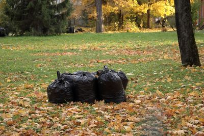 Homeowners Are Being Warned About a Yard Waste Rule Most People Don’t Know Exists