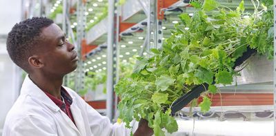 Cape Town project tests what hydroponic farming can do in urban spaces