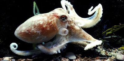 Lessons from the sea: Nature shows us how to get ‘forever chemicals’ out of batteries