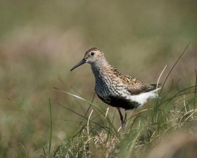 Pennines delight as drone survey offers hope for one of UK’s rarest birds