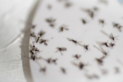 Experts Say Houseplant Soil Mix Is Causing Gnat Infestations