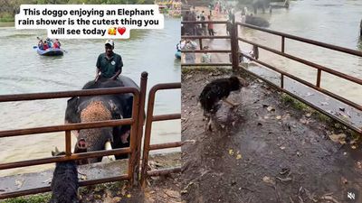 This Dog Gets a ‘Spa Day’ From an Elephant and the Internet Can’t Handle It