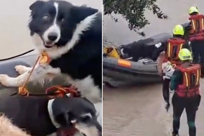 Dogs rescued by lifeboat as floods devastate popular tourist destination