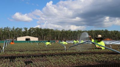 Carbon credits seeding next chapter of Tiwi forestry