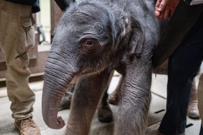 Asian elephant born at Washington DC zoo for first time in 25 years