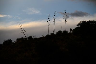 Agave or bust! Mexican long-nosed bats head farther north in search of sweet nectar