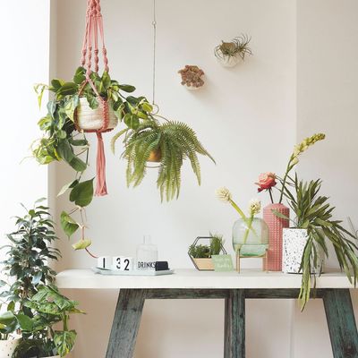 I give my houseplants an MOT every year to keep them thriving – these simple checks will make a huge difference to your indoor jungle too, say experts