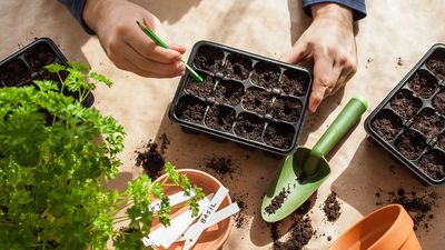 Get sowing before the Spring: 7 seeds to start inside this February