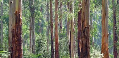 Victoria’s mountain ash forests naturally thin their trees. So why do it with machines?