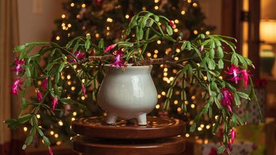 3 reasons your Christmas cactus is wilting and how to fix it now