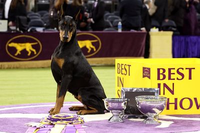 Penny the Doberman pinscher secures priceless win at Westminster Dog Show