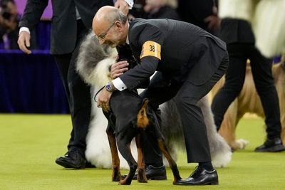 Doberman wins prestigious award at 150th Westminister Dog Show