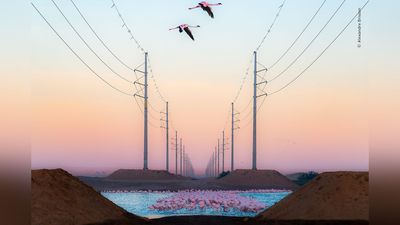 Vote now for your favorite wildlife photo to crown this year's People's Choice Winner – the shortlisted images are just phenomenal!