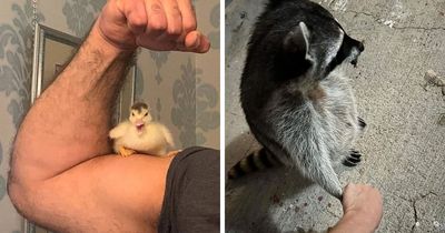 30 Wholesome “Important Animal Images” That Prove The Human-Animal Bond Is Unbreakable (New Pics)