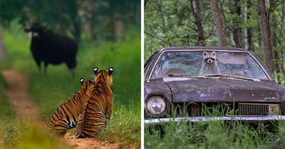 50 Jaw-Dropping Wildlife Photos From The People’s Choice Award