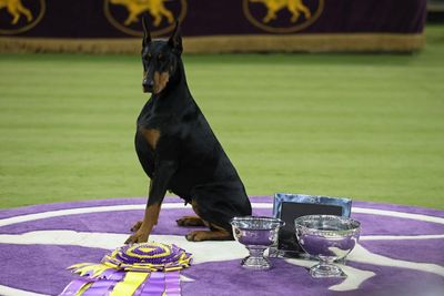 Doberman named Penny takes Westminster’s best in show as Catherine O’Hara honored