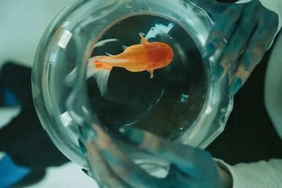 Why Your Office Desk Goldfish Is Not as Happy as You Believe?