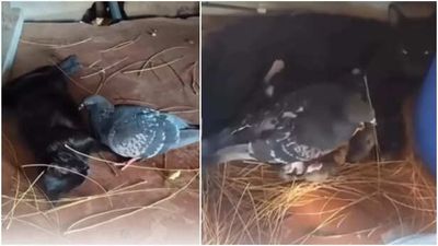 Pigeon builds nest for a newborn kitten; viral video proves kindness has no boundaries