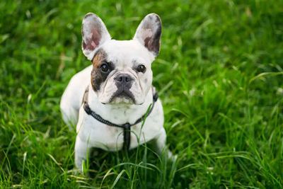 Why French Bulldog Struggling in Hot Weather ?
