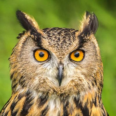 Why Owls Are Indicators of Healthy Forests