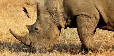 Grazing and digging put some herbivores at greater risk from toxic elements in soil – new research