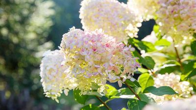 The Real Reason Bridgerton Is Filled with White Hydrangeas Goes Beyond Romance – Discover the Deeper Meaning Behind These Blooms