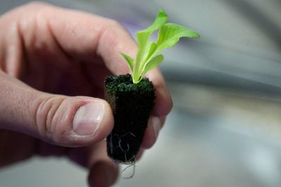 Backyard vegetable gardens are healthy for people and the planet. Here's how to start yours