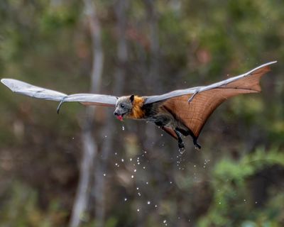 More than 80% of flying fox colony wiped out as January heatwaves kill thousands of bats