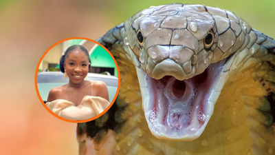 ‘The Voice’ contestant dies after cobra bites her in her sleep, no antivenom at clinic or hospital