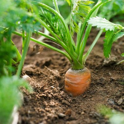 8 vegetables you can plant under cloches in February – get ahead and sow these crops now for early harvests