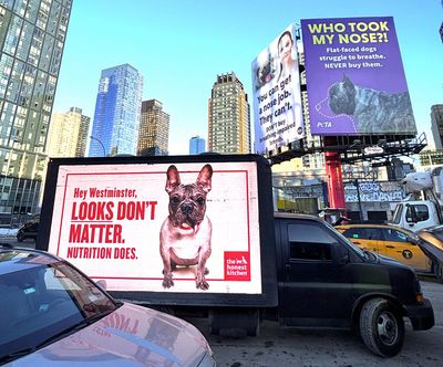 New York City’s real animal welfare crisis isn’t the Westminster Dog Show