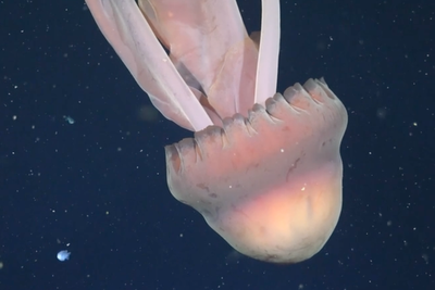 Rare jellyfish which can grow to size of a school bus caught on camera
