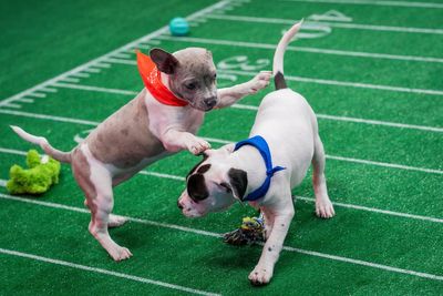 ‘Puppy Bowl’ is back with a Team Oldies vs Team Goldies showdown: How to watch