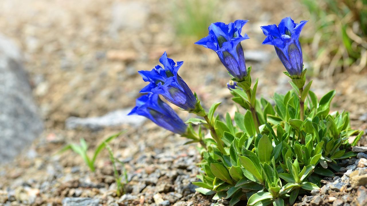 Spring Flowering Alpines Are the Secret to Early Color…