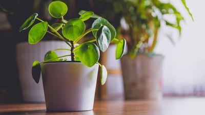 5 Lucky Houseplants Designers Love for Bringing Good Energy Into a Home – (And They're All Low-Maintenance)