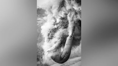 The split-second moment a bull elephant explodes in dust, this amazing image just won Travel Photographer of the Year