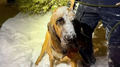 How police dog helped rescue missing boy with special needs during snowstorm in North Carolina