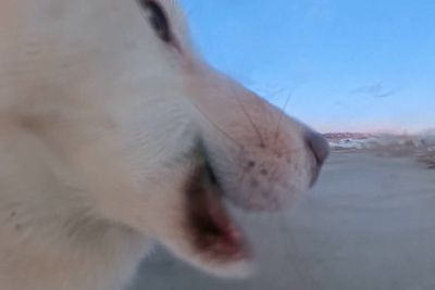 Mischievous sled dog runs off with reporter’s $700 camera – and records its own video