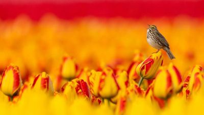 "This image is spectacularly beautiful" – and it won 1st place, photographed with the best telephoto lens for DSLRs