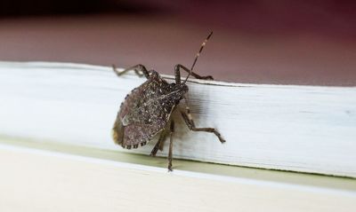 Stink bugs are invading homes right now — here's the 'secret weapon' that stops them
