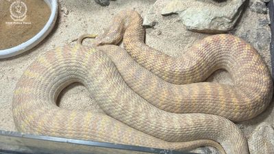 'Chaotic': exotic zoo found by police in drug raid