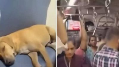 Mumbai commuters win hearts after letting a dog sleep on a seat while they stand; video goes viral