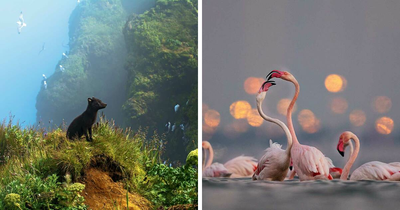 Inside The 2025 National Wildlife Photo Contest: Winning Images That Stunned Judges (22 Pics)