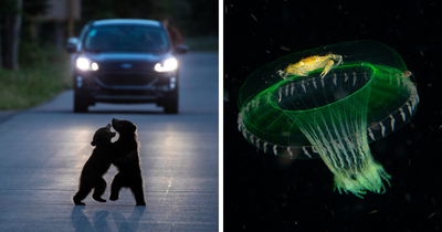 23 Wildlife Photos From The Natural History Museum Competing For The People’s Choice Award