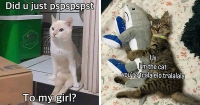 This Online Page Shares Hilarious Cat Memes, And Here Are 85 Of Our Favorites