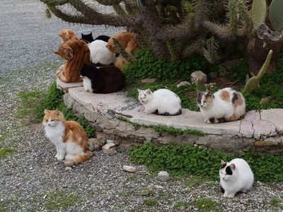 Get Paid to Live on a Greek Island With 55 Cats. Yes, You Read That Right