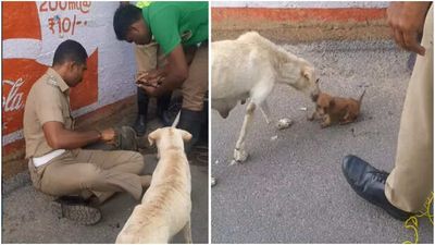 Watch: Fire and rescue officers win the internet by rescuing puppy from ditch as mother dog waits anxiously